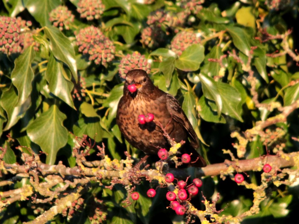 Blackbird photo