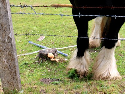 Horse Fungus photo