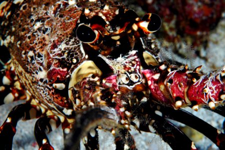 PMNM - Hawaiian Spiny Lobster