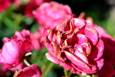 Roses photo