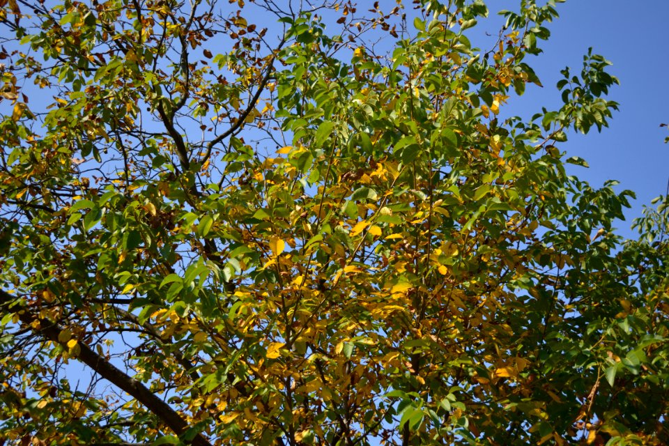 free images