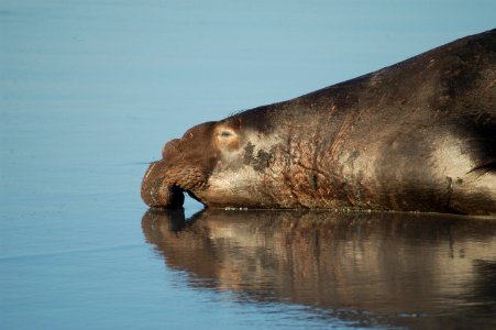 CINMS northern elephant seal photo