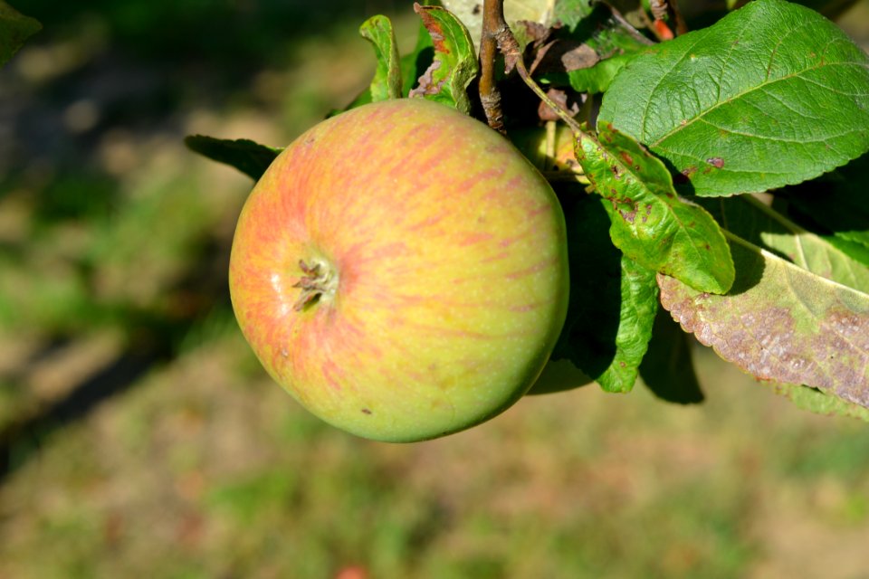 Apple