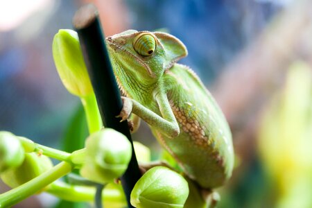Pet reptile green