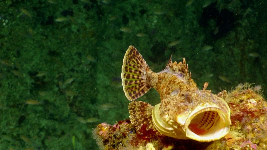 CINMS -- Scorpionfish at Santa Barbara Island North