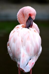 Pink animal bird photo