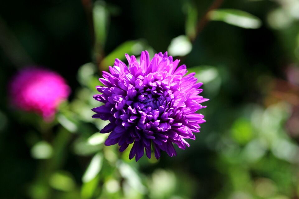 Nature autumn flower plant