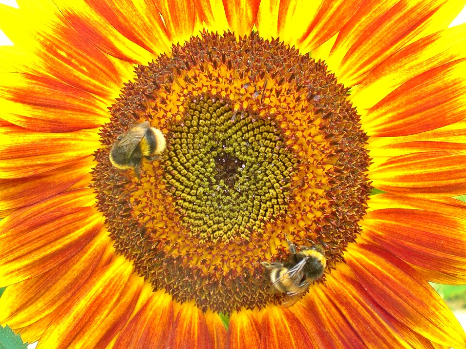 Pollination sunny summer