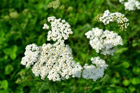 milfoil