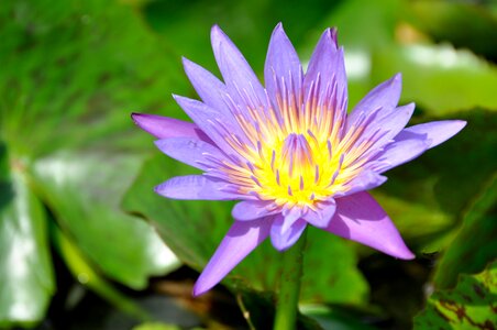 Aquatic plant lotus blossom lotus photo
