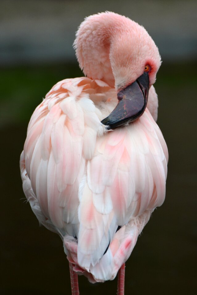 Pink animal bird
