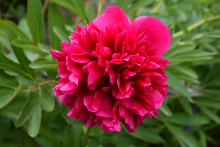 Peony flower pink photo