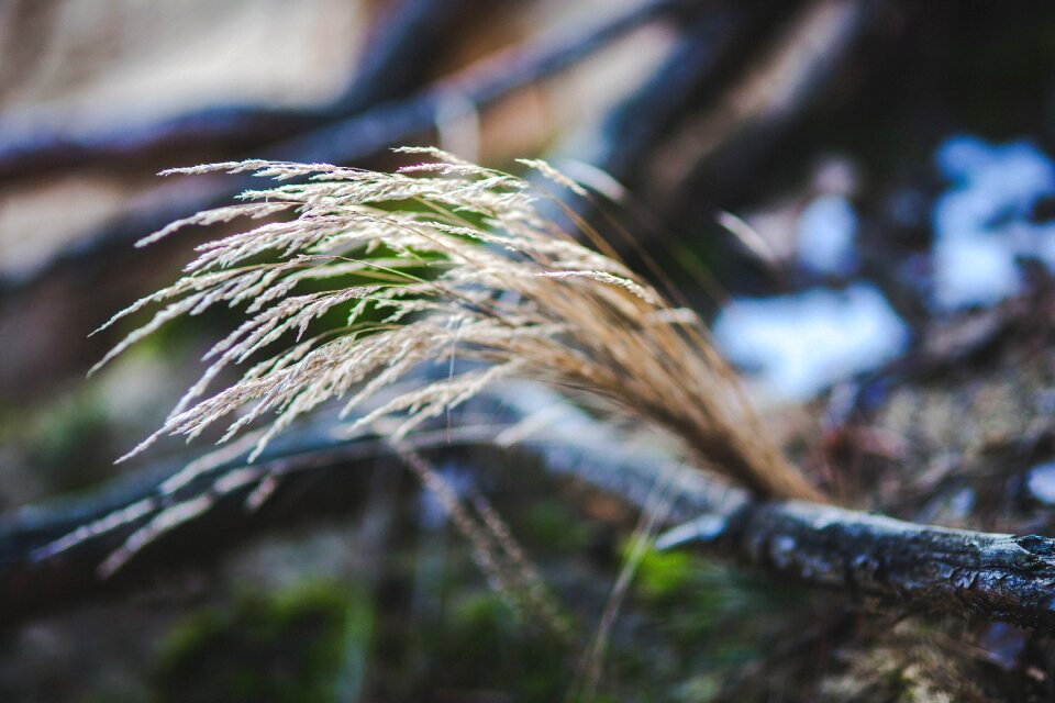 Nature closeup gray grass