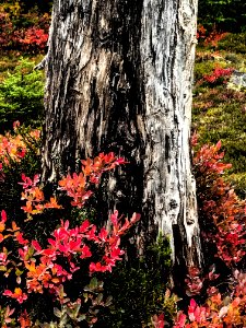 Callaghan Valley photo