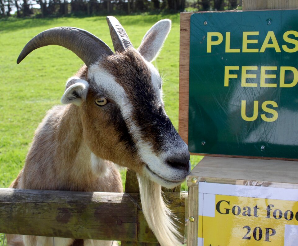 Animal farm smile