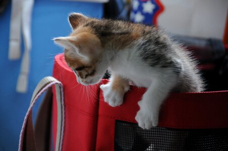 Play lively kitten