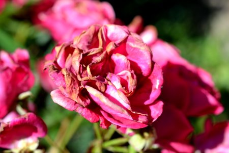 Roses photo