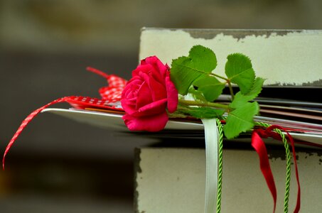 Friendship bands rose bloom