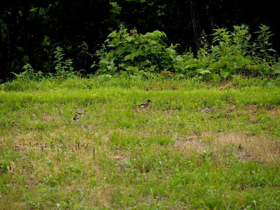 カケス[橿鳥:懸巣:鵥][Garrulus glandarius][Eurasian jay]