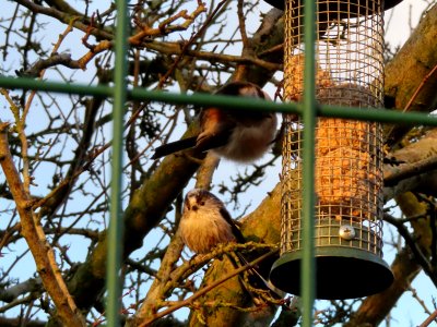 Long-tailed Tits