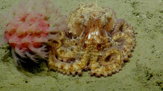 OCNMS - Octopus Coquille Canyon