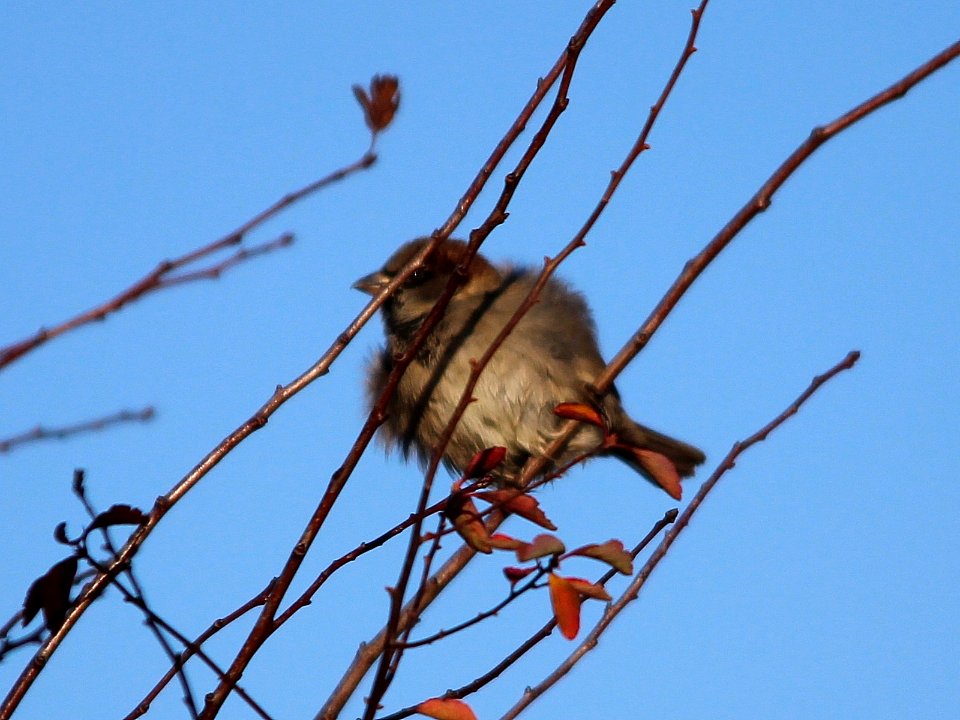Passer domesticus