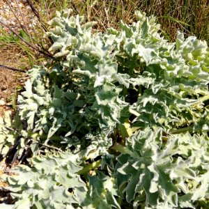 sea kale