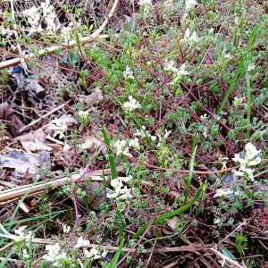 corydalis, climbing