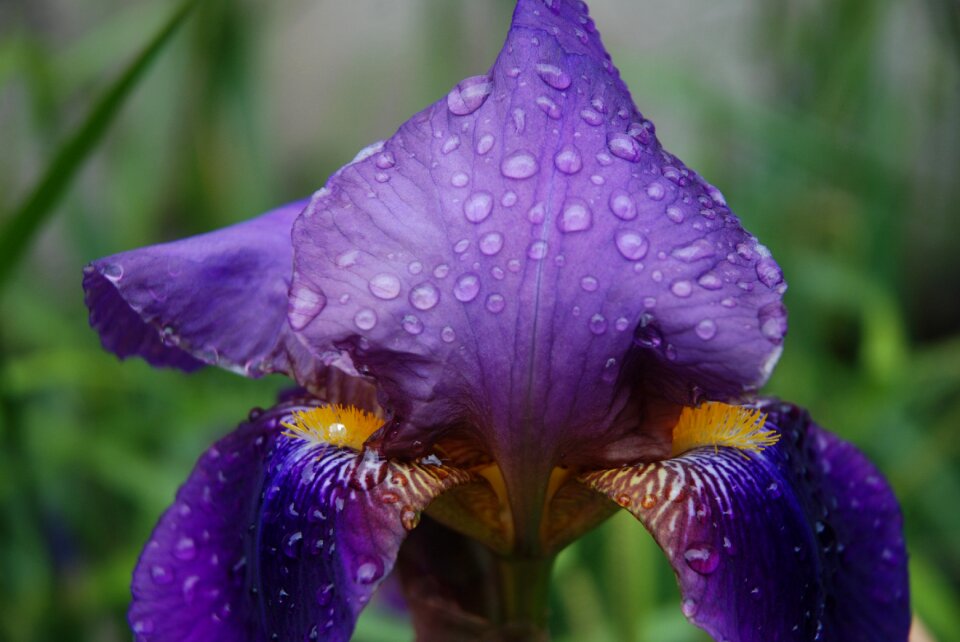 Garden nature spring