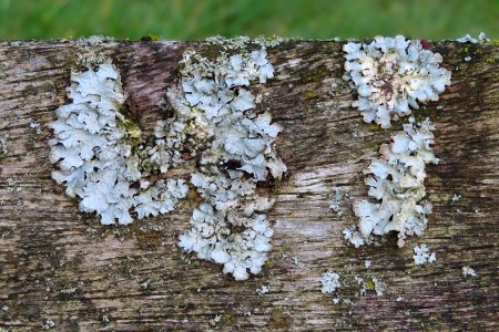 Lichen on a Wooden Bench photo
