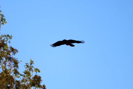 The Heron-chasing Crow