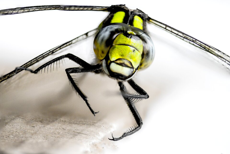 Macro wing demoiselle