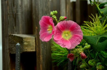 Flowers garden flower