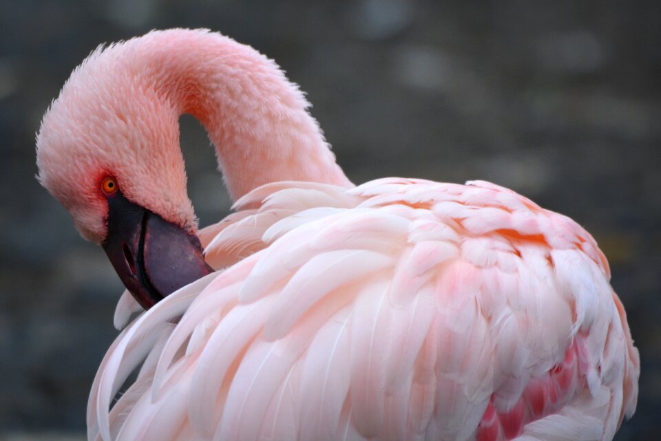 Pink animal bird