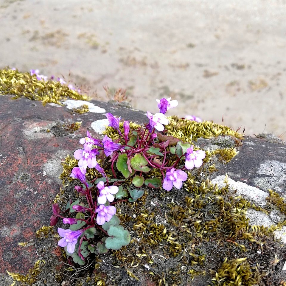 ivy-leaved toadflax