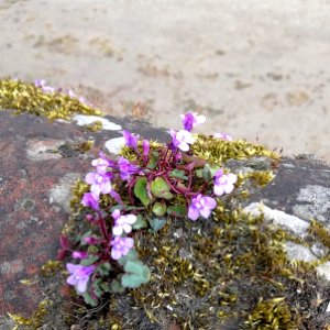 ivy-leaved toadflax