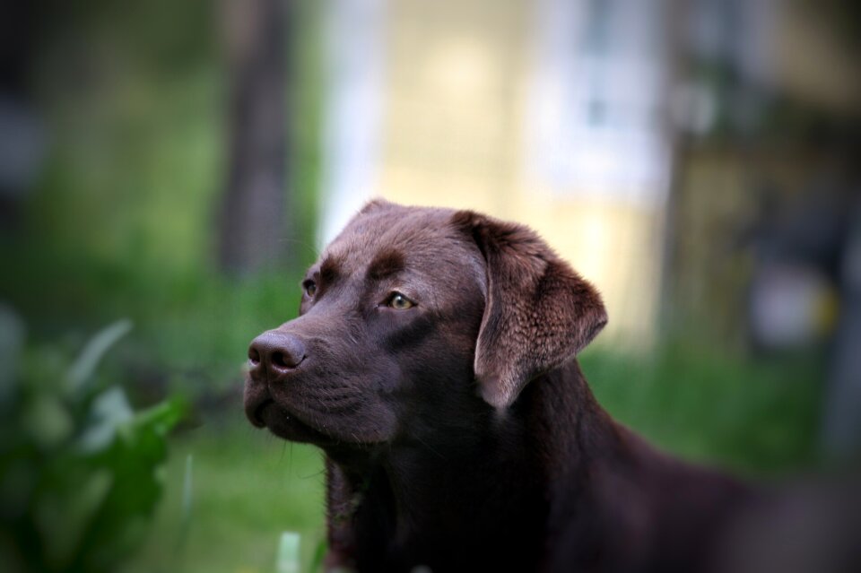 Summer labrador animal portrait