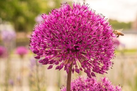 Blooming plant round