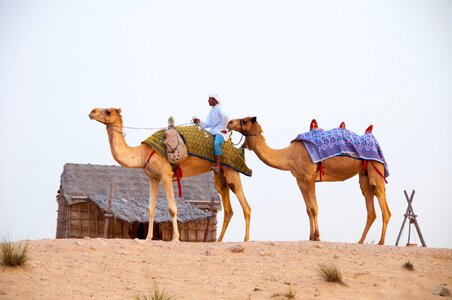 Desert camels dubai photo