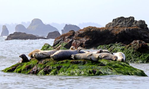 Harbor seals on surf grass, Trinidad Bay photo