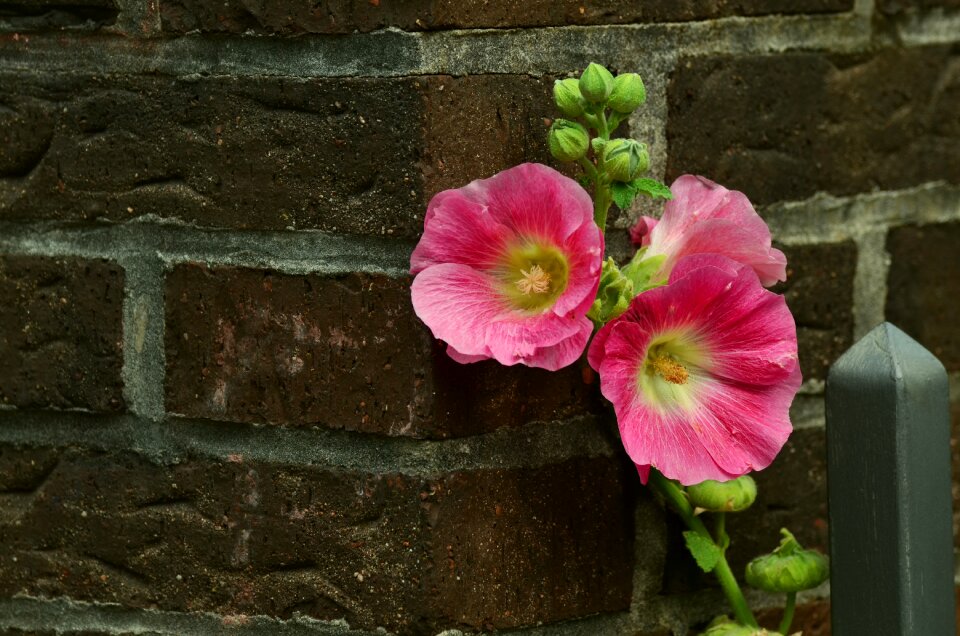 Flowers garden flower