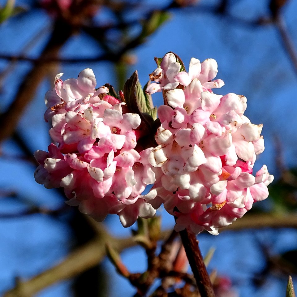 Blossom
