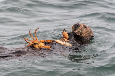 MBNMS hungry sea otter photo