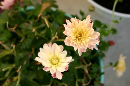 Plant macro flowers
