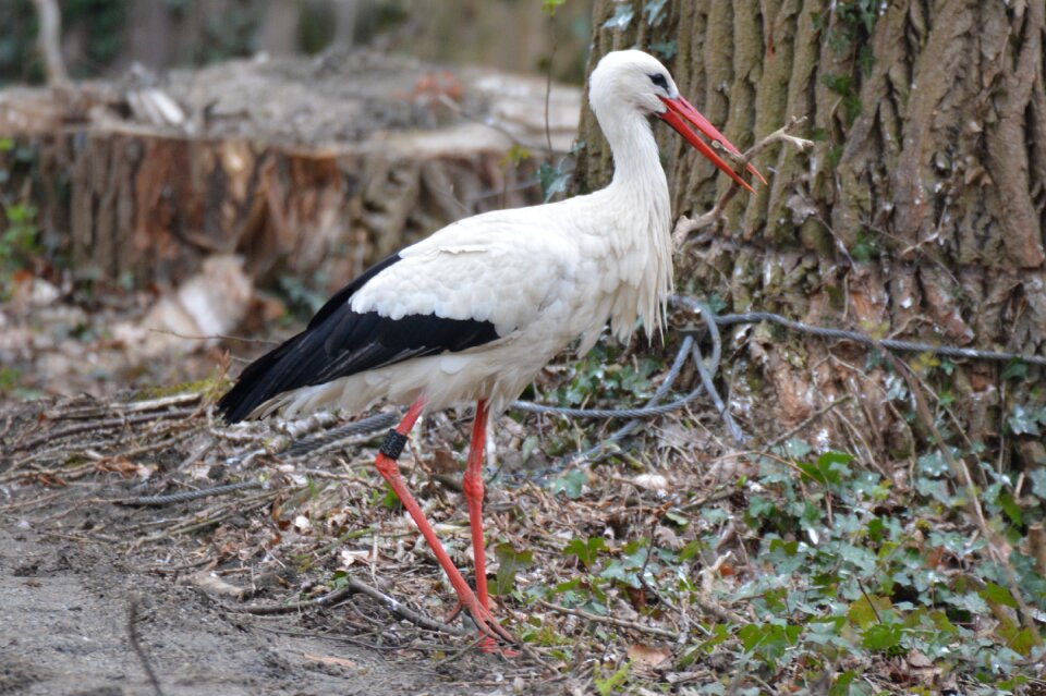 Stork animal bird