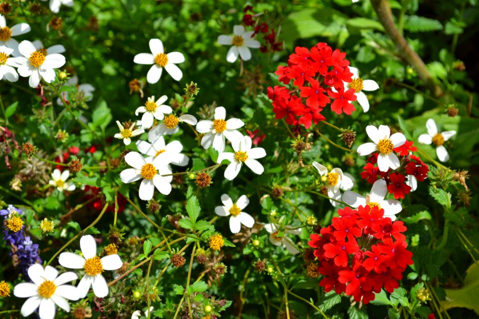 Red white white flowers