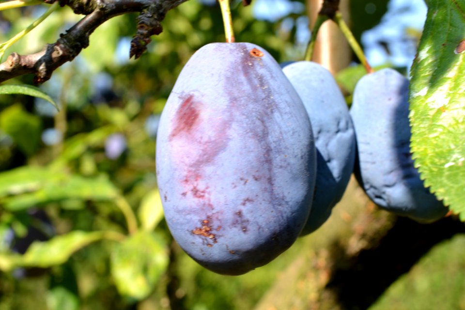 plums