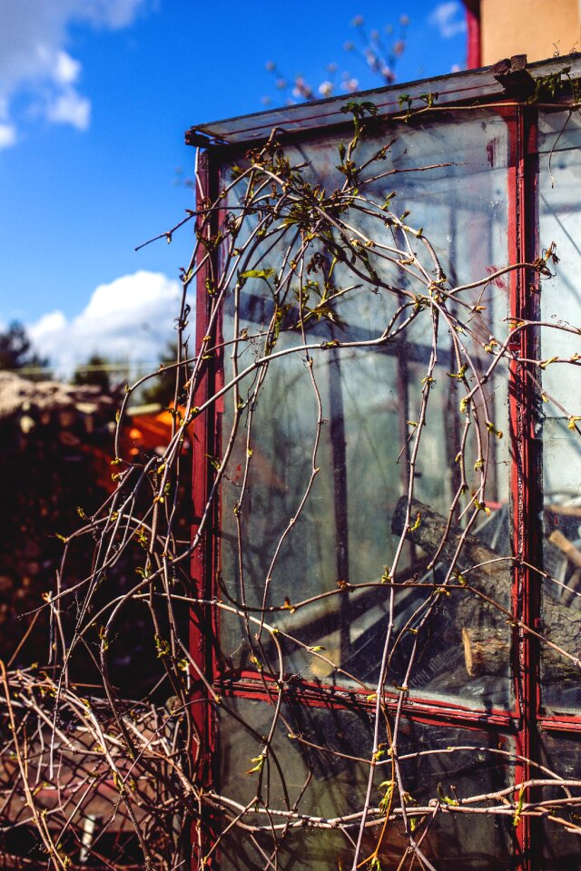 Climber plant spring