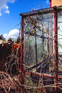 Climber plant spring