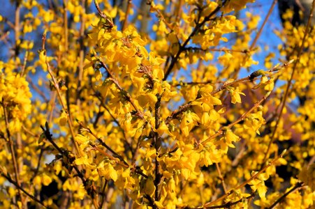 Forsythia yellow bright